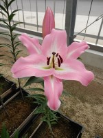 [4575 VH51 Arluno No02.JPG]